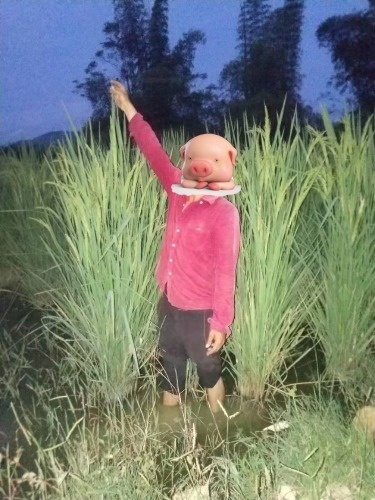 上林第一家原生态巨人稻和鱼共养 上林美文美图 上林信息网(原上林网)上林论坛上林人的网上家园 Powered by Discuz!