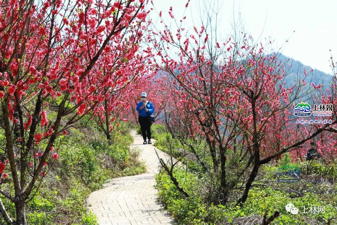 上林大庙江风景区图片